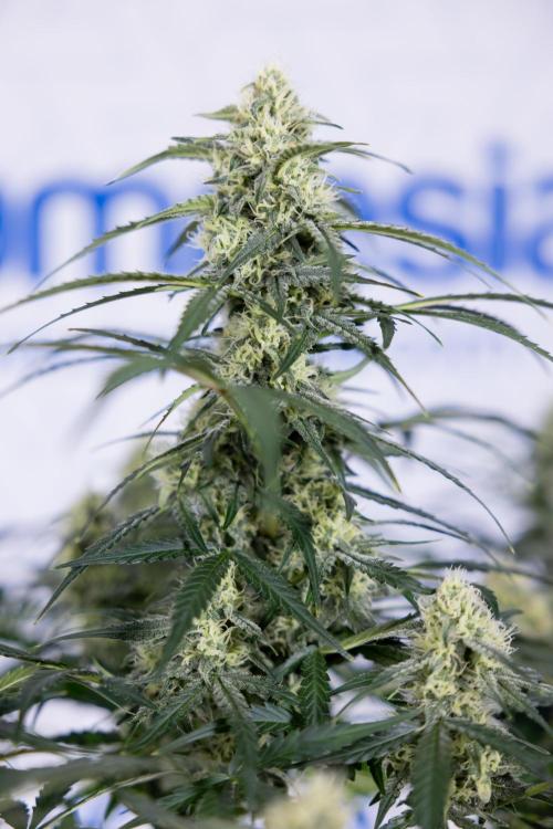 Watermelon Candy #1 -  Zamnesia x B&B. Week 7 - Watermelon Candy #1 - No Techniques