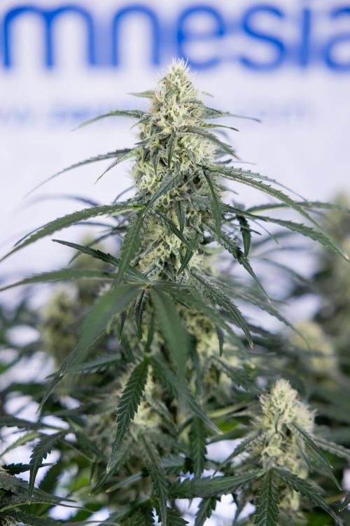 Watermelon Candy #1 -  Zamnesia x B&B. Week 7 - Watermelon Candy #1 - No Techniques