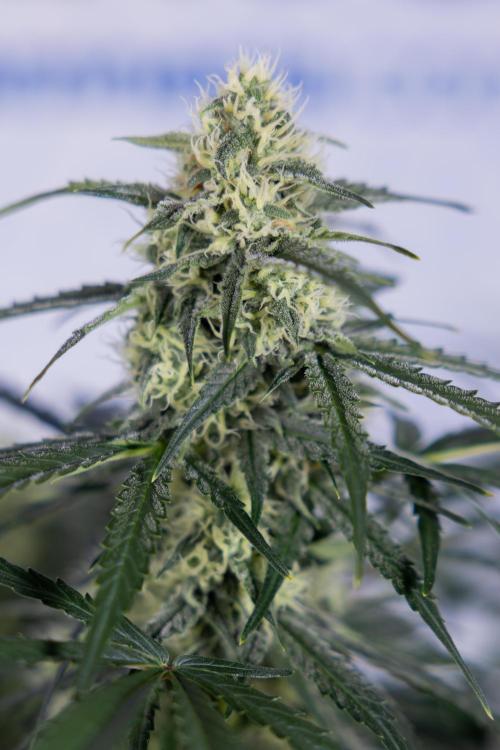 Watermelon Candy #1 -  Zamnesia x B&B. Week 7 - Watermelon Candy #1 - No Techniques