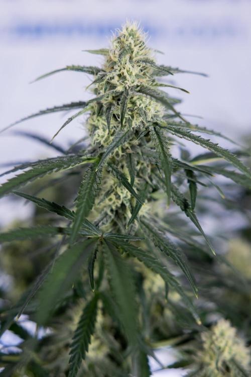 Watermelon Candy #1 -  Zamnesia x B&B. Week 7 - Watermelon Candy #1 - No Techniques