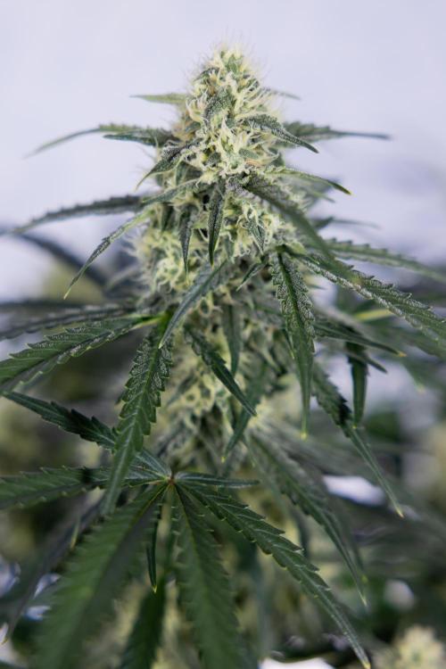 Watermelon Candy #1 -  Zamnesia x B&B. Week 7 - Watermelon Candy #1 - No Techniques