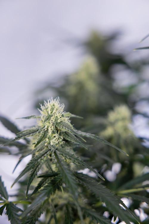 Watermelon Candy #1 -  Zamnesia x B&B. Week 7 - Watermelon Candy #1 - No Techniques