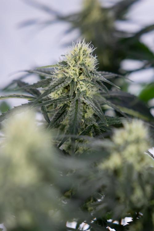 Watermelon Candy #1 -  Zamnesia x B&B. Week 7 - Watermelon Candy #1 - No Techniques