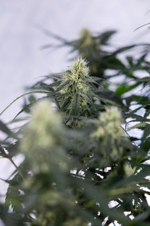 Watermelon Candy #1 -  Zamnesia x B&B. Week 7 - Watermelon Candy #1 - No Techniques