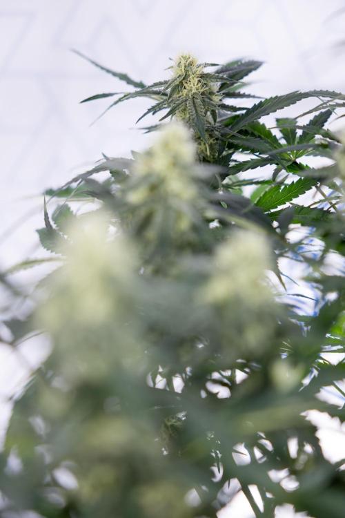 Watermelon Candy #1 -  Zamnesia x B&B. Week 7 - Watermelon Candy #1 - No Techniques