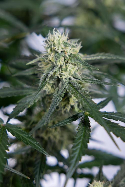 Watermelon Candy #1 -  Zamnesia x B&B. Week 7 - Watermelon Candy #1 - No Techniques