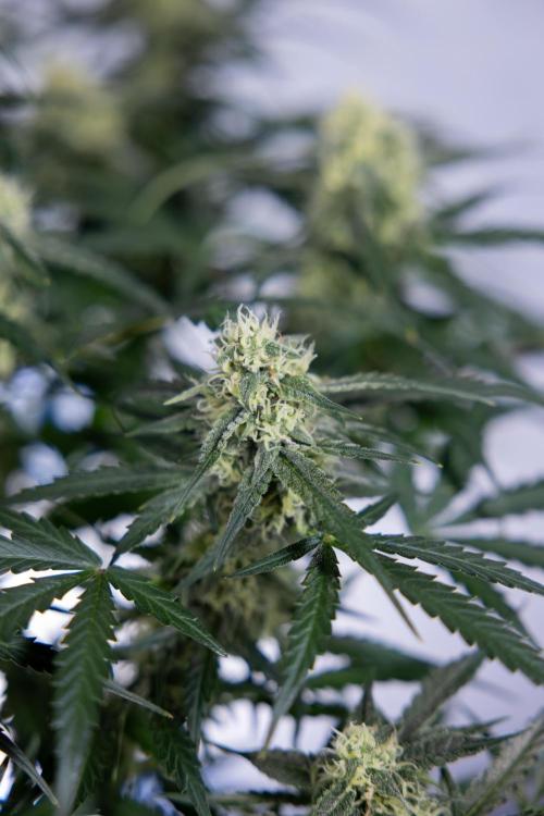 Watermelon Candy #1 -  Zamnesia x B&B. Week 7 - Watermelon Candy #1 - No Techniques