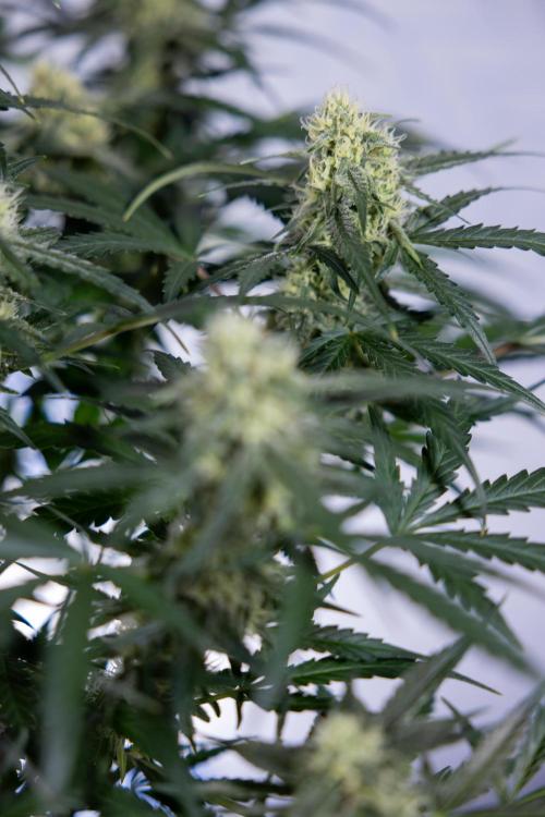 Watermelon Candy #1 -  Zamnesia x B&B. Week 7 - Watermelon Candy #1 - No Techniques