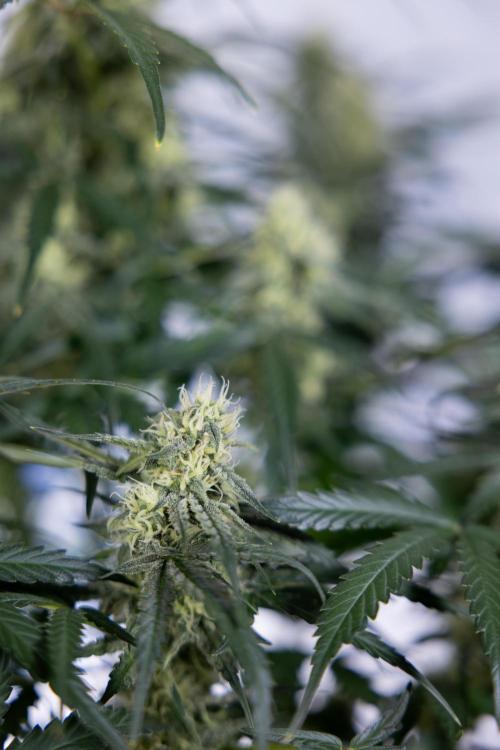 Watermelon Candy #1 -  Zamnesia x B&B. Week 7 - Watermelon Candy #1 - No Techniques