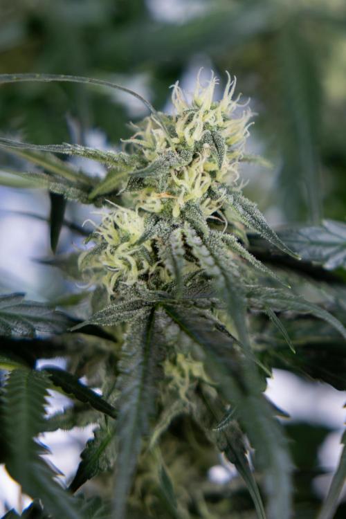 Watermelon Candy #1 -  Zamnesia x B&B. Week 7 - Watermelon Candy #1 - No Techniques