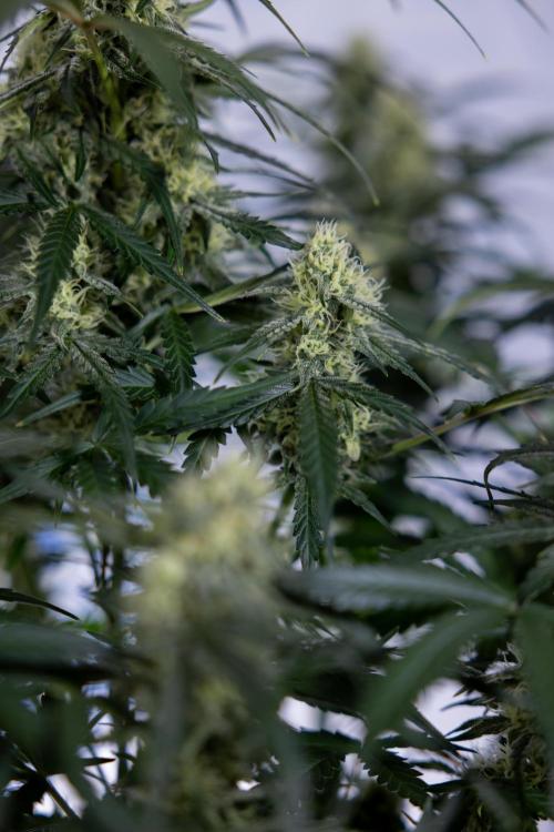 Watermelon Candy #1 -  Zamnesia x B&B. Week 7 - Watermelon Candy #1 - No Techniques