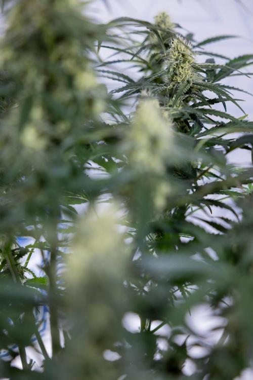 Watermelon Candy #1 -  Zamnesia x B&B. Week 7 - Watermelon Candy #1 - No Techniques