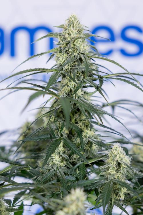 Watermelon Candy #1 -  Zamnesia x B&B. Week 7 - Watermelon Candy #1 - No Techniques