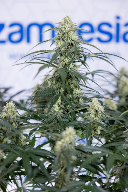 Watermelon Candy #1 -  Zamnesia x B&B. Week 7 - Watermelon Candy #1 - No Techniques