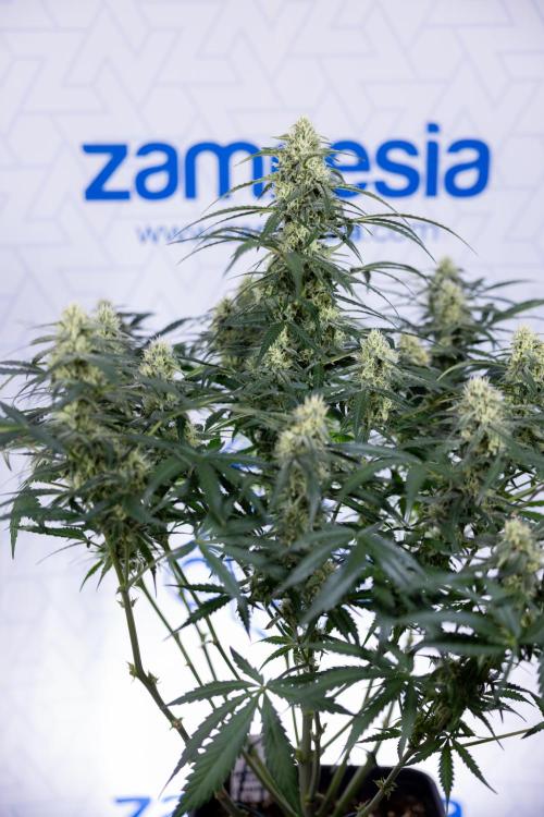 Watermelon Candy #1 -  Zamnesia x B&B. Week 7 - Watermelon Candy #1 - No Techniques