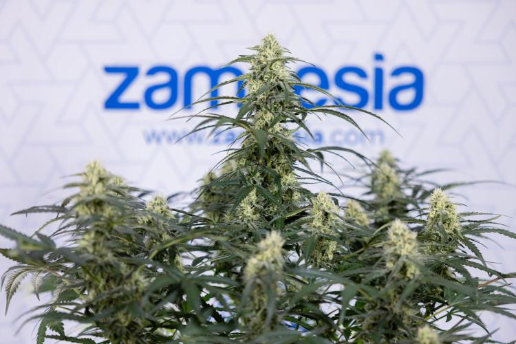 Watermelon Candy #1 -  Zamnesia x B&B. Week 7 - Watermelon Candy #1 - No Techniques