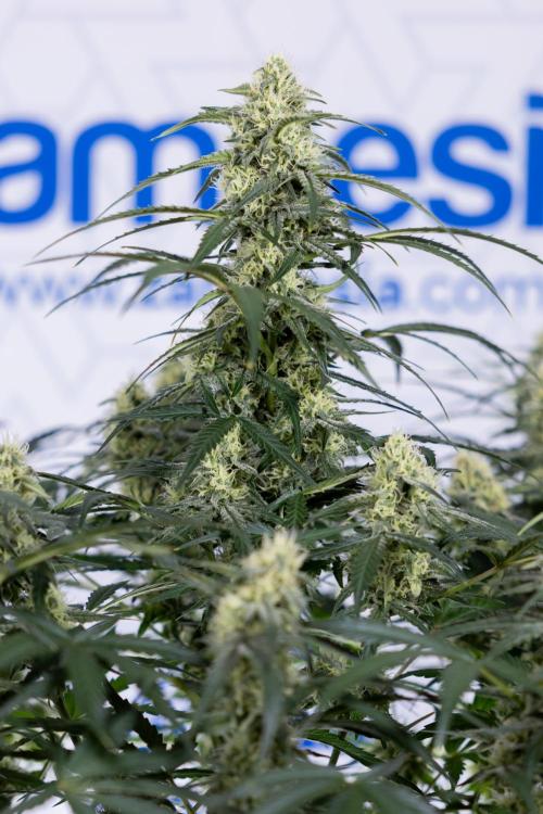 Watermelon Candy #1 -  Zamnesia x B&B. Week 7 - Watermelon Candy #1 - No Techniques