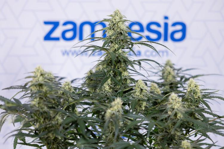 Watermelon Candy #1 -  Zamnesia x B&B. Week 7 - Watermelon Candy #1 - No Techniques