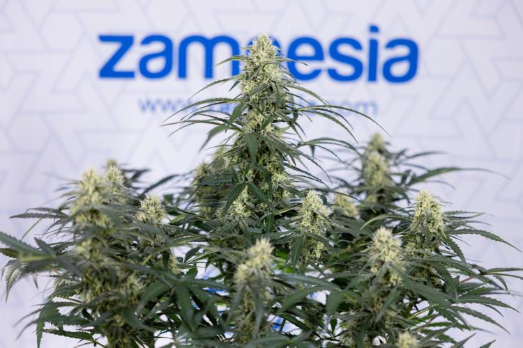 Watermelon Candy #1 -  Zamnesia x B&B. Week 7 - Watermelon Candy #1 - No Techniques