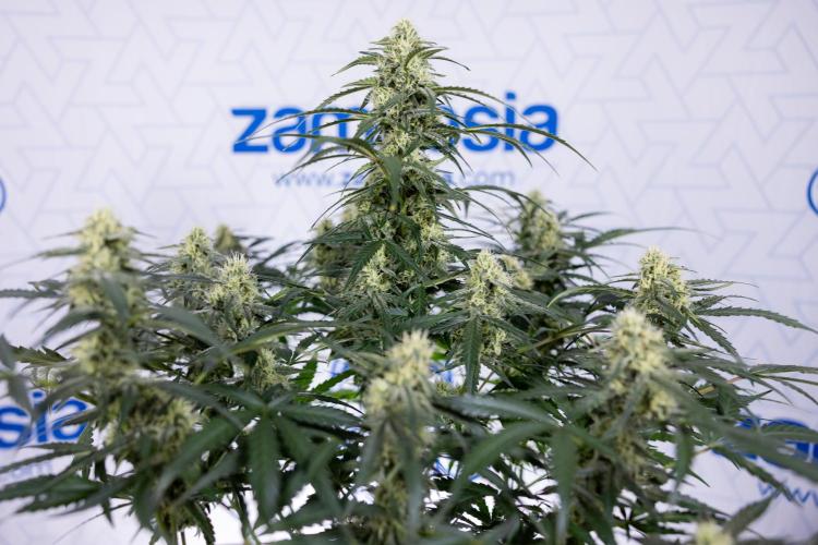 Watermelon Candy #1 -  Zamnesia x B&B. Week 7 - Watermelon Candy #1 - No Techniques