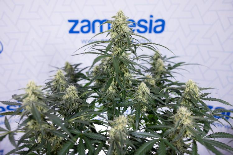 Watermelon Candy #1 -  Zamnesia x B&B. Week 7 - Watermelon Candy #1 - No Techniques