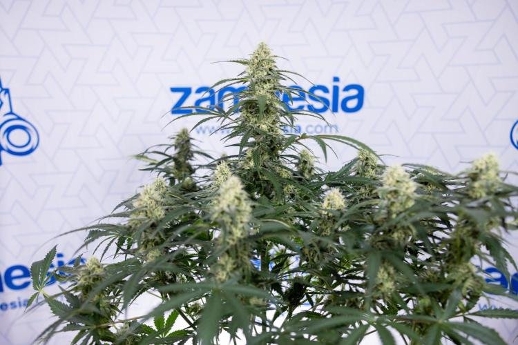 Watermelon Candy #1 -  Zamnesia x B&B. Week 7 - Watermelon Candy #1 - No Techniques