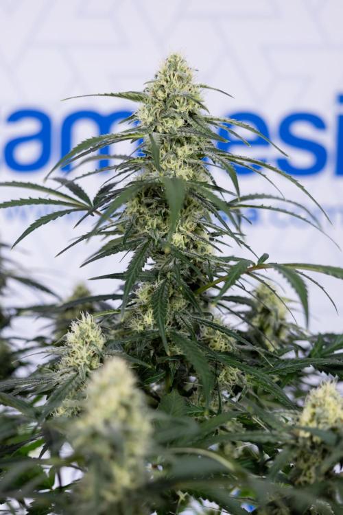 Watermelon Candy #1 -  Zamnesia x B&B. Week 7 - Watermelon Candy #1 - No Techniques