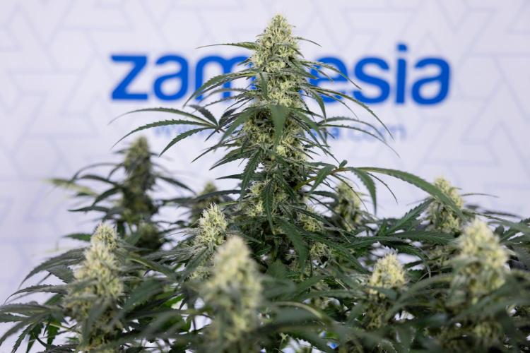 Watermelon Candy #1 -  Zamnesia x B&B. Week 7 - Watermelon Candy #1 - No Techniques