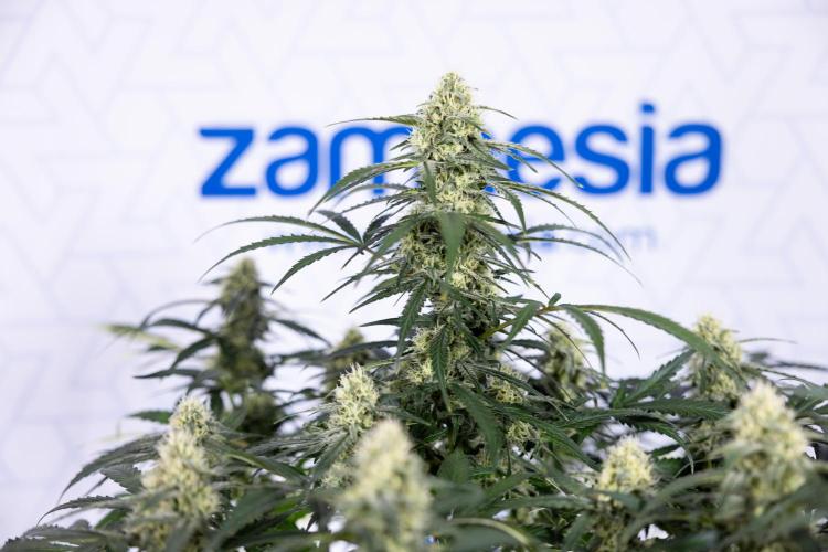 Watermelon Candy #1 -  Zamnesia x B&B. Week 7 - Watermelon Candy #1 - No Techniques