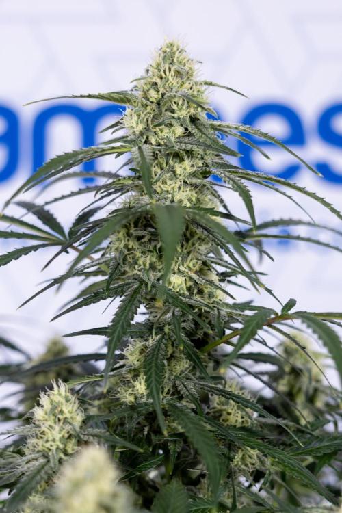 Watermelon Candy #1 -  Zamnesia x B&B. Week 7 - Watermelon Candy #1 - No Techniques