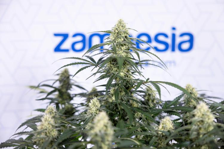 Watermelon Candy #1 -  Zamnesia x B&B. Week 7 - Watermelon Candy #1 - No Techniques