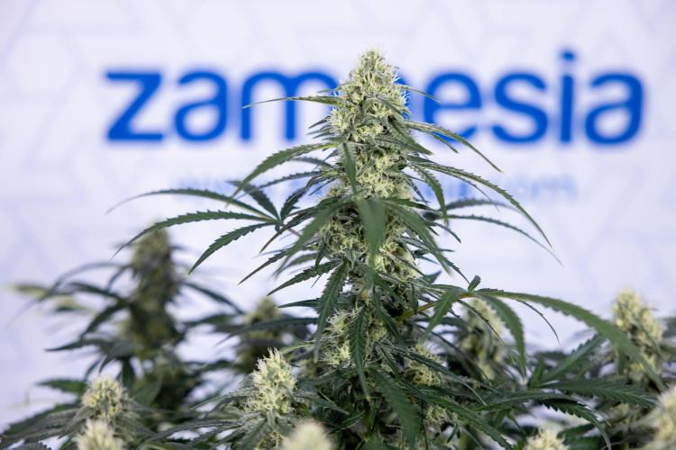 Watermelon Candy #1 -  Zamnesia x B&B. Week 7 - Watermelon Candy #1 - No Techniques