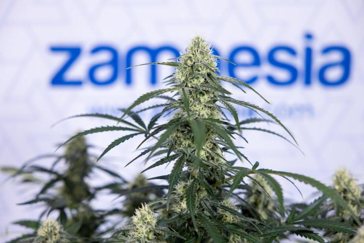 Watermelon Candy #1 -  Zamnesia x B&B. Week 7 - Watermelon Candy #1 - No Techniques