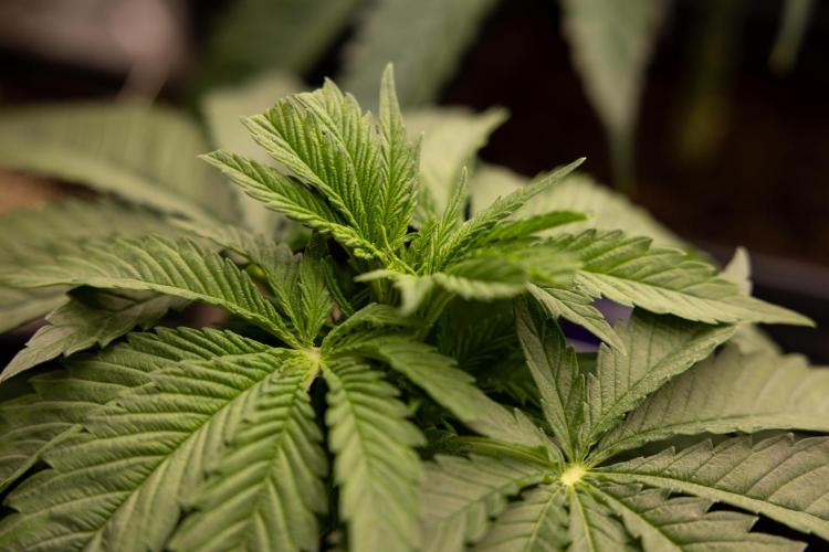 Super Boof - Zamnesia x B&B. Week 4 - Super Boof - Veg - Week 4