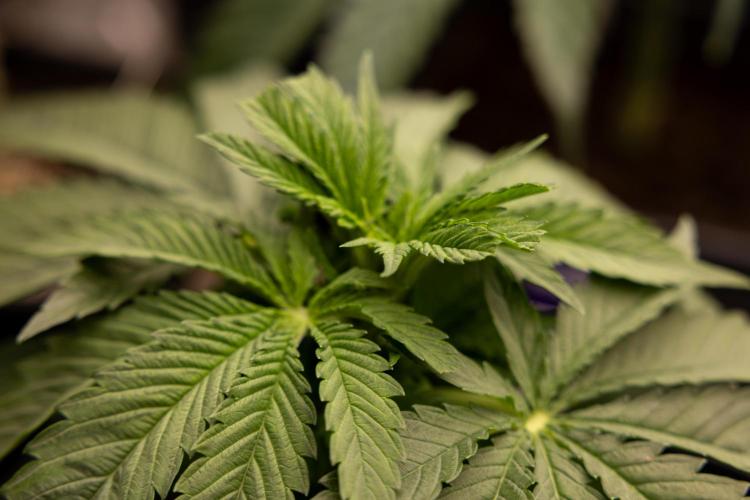 Super Boof - Zamnesia x B&B. Week 4 - Super Boof - Veg - Week 4