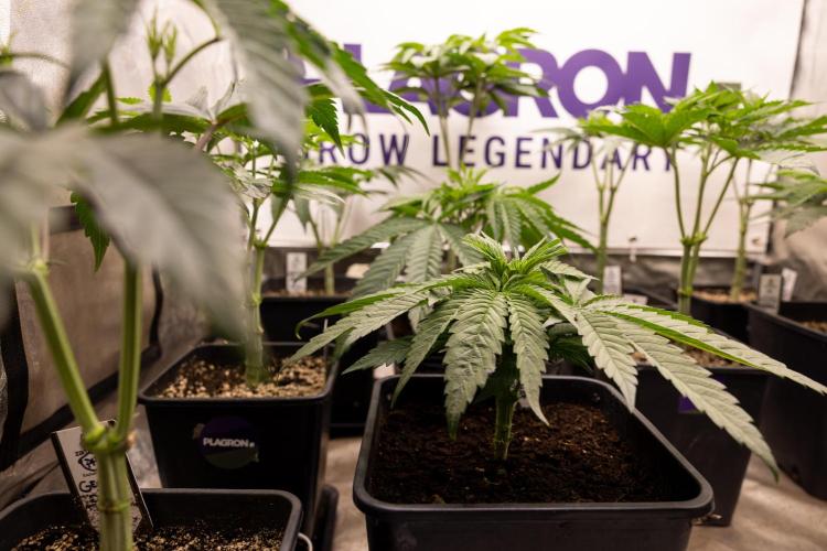 Super Boof - Zamnesia x B&B. Week 4 - Super Boof - Veg - Week 4