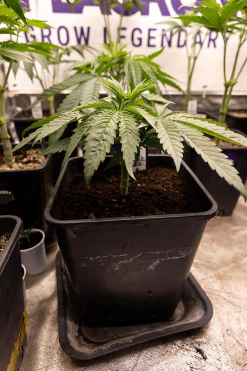 Super Boof - Zamnesia x B&B. Week 4 - Super Boof - Veg - Week 4