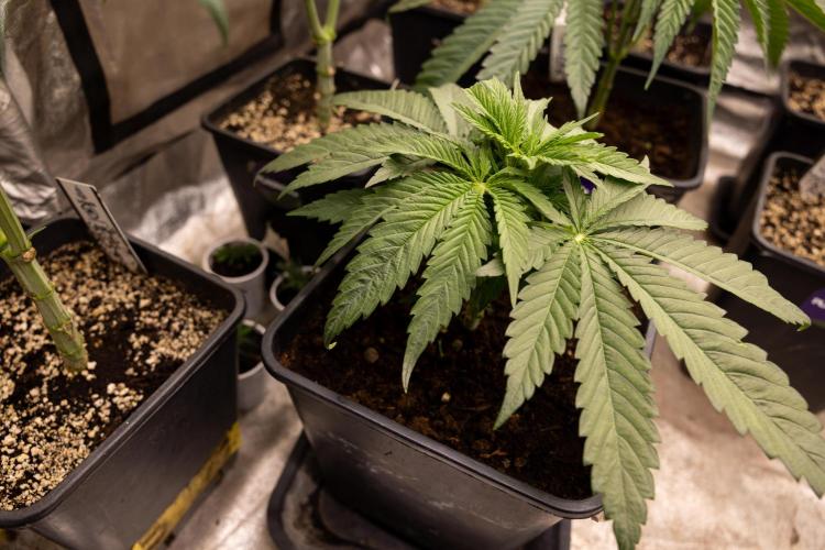 Super Boof - Zamnesia x B&B. Week 4 - Super Boof - Veg - Week 4