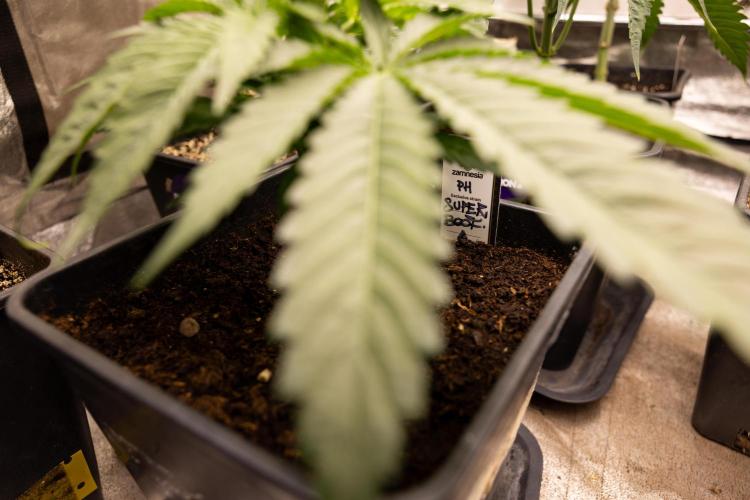 Super Boof - Zamnesia x B&B. Week 4 - Super Boof - Veg - Week 4