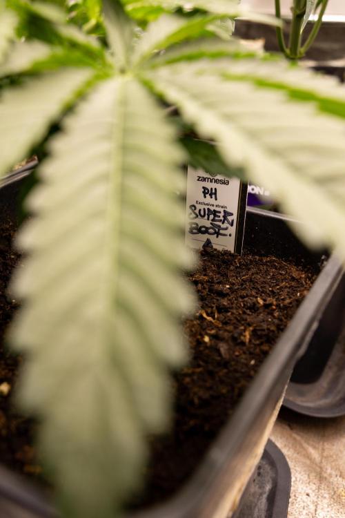 Super Boof - Zamnesia x B&B. Week 4 - Super Boof - Veg - Week 4