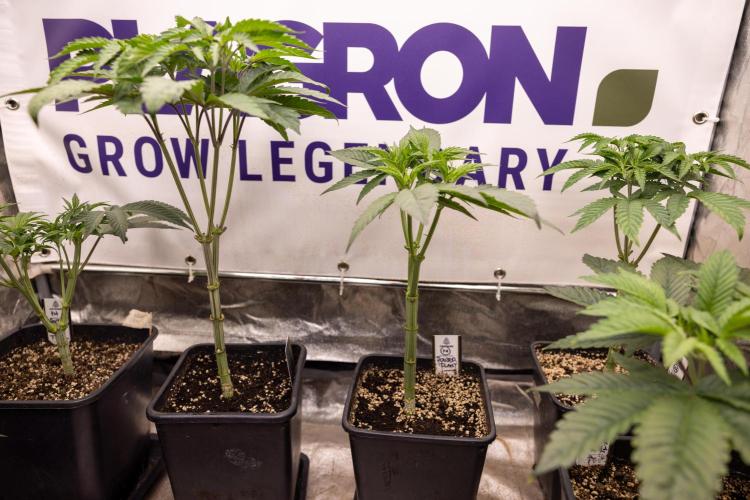 Power Plant - Zamnesia & B&B. Week 5 - Power Plant - Veg - Week 6