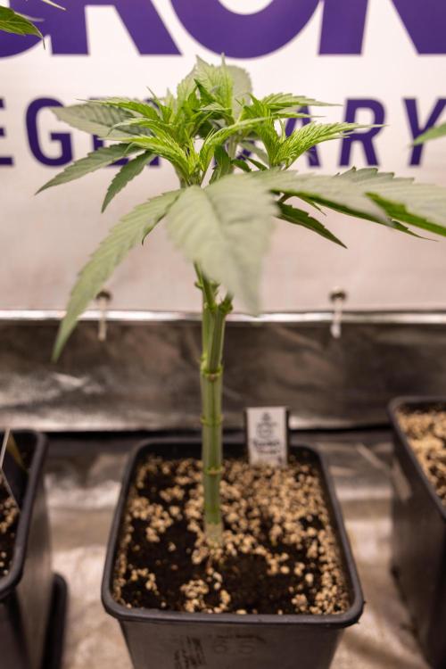 Power Plant - Zamnesia & B&B. Week 5 - Power Plant - Veg - Week 6