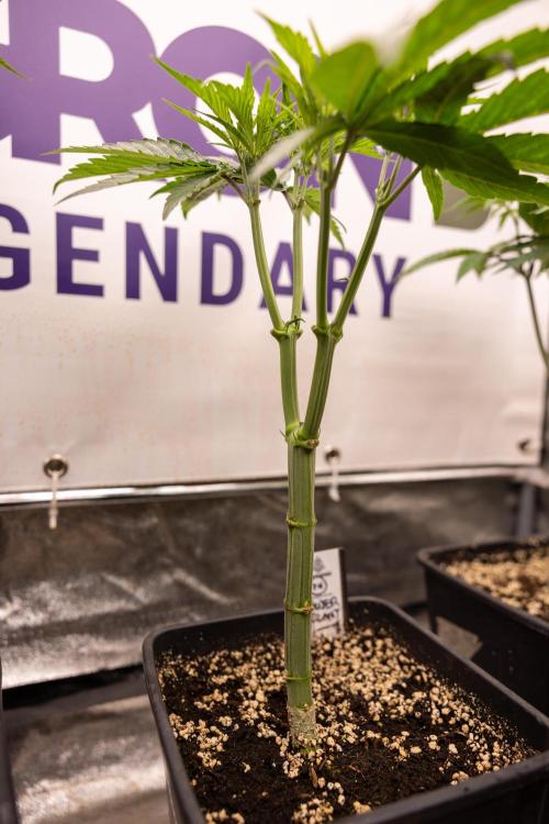 Power Plant - Zamnesia & B&B. Week 5 - Power Plant - Veg - Week 6