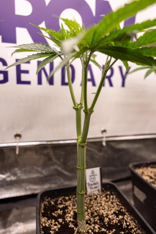 Power Plant - Zamnesia & B&B. Week 5 - Power Plant - Veg - Week 6