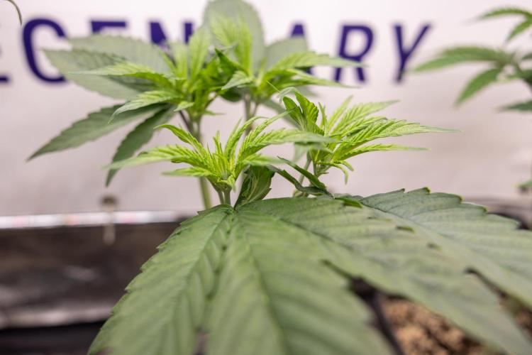 Power Plant - Zamnesia & B&B. Week 5 - Power Plant - Veg - Week 6