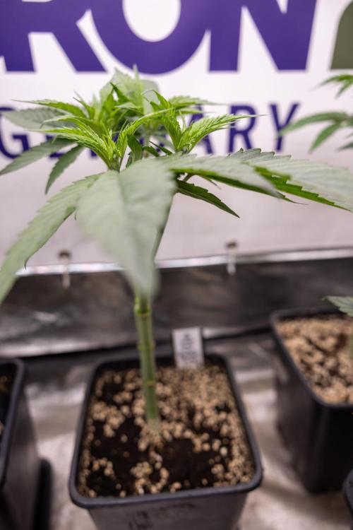 Power Plant - Zamnesia & B&B. Week 5 - Power Plant - Veg - Week 6