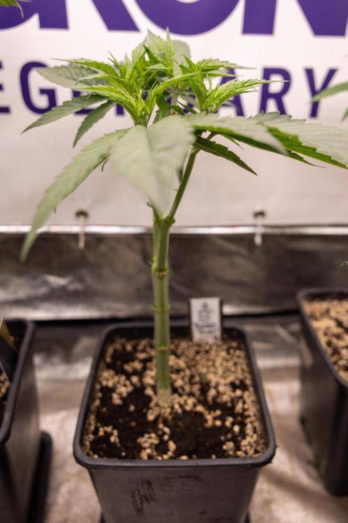 Power Plant - Zamnesia & B&B. Week 5 - Power Plant - Veg - Week 6