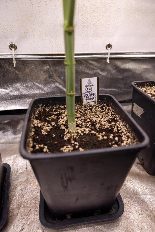 Power Plant - Zamnesia & B&B. Week 5 - Power Plant - Veg - Week 6