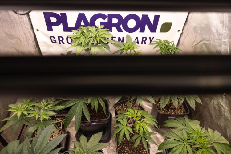 Power Plant - Zamnesia & B&B. Week 5 - All Zamnesia x Plagron Crew in Growbox