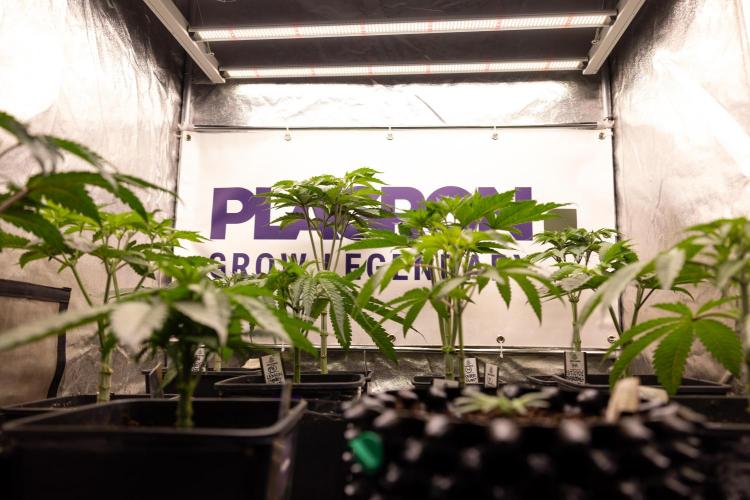 Power Plant - Zamnesia & B&B. Week 5 - All Zamnesia x Plagron Crew in Growbox